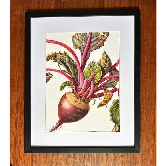 Framed Beetroot Botanical Wall Art 11 x 14 - Picture 1 of 4